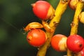 Two cucurbit beetles are looking for food on a wild fruit.