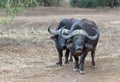 Two cud chewing Cape Buffalo [syncerus caffer] bulls in the bush in Africa Royalty Free Stock Photo