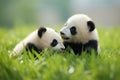 Two Cuddly Panda Babies Playing In The Green Grass