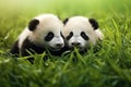 Two Cuddly Panda Babies Playing In The Green Grass