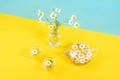 Two cups of camomile tea, transparent teapot and vase with daisy-like flowers on blue yellow background. Chamomile Tea