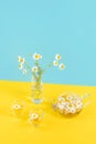 Two cups of camomile tea, transparent teapot and vase with daisy-like flowers on blue yellow background. Chamomile Tea