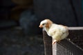 Two cure yellow and brown little chicken on a farm, the naked ne Royalty Free Stock Photo