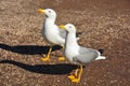 Two curious ang hungry seagulls