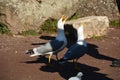 Two curious ang hungry seagulls