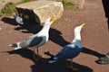 Two curious ang hungry seagulls