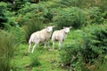 Two curious, attentive sheep in the open countryside, Scotland. Royalty Free Stock Photo