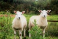 Two curious, attentive sheep in the open countryside, Scotland. Royalty Free Stock Photo