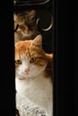 Two curious cats looking inside