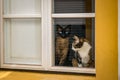 Two cats looking out the window Royalty Free Stock Photo