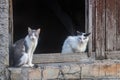 Two curious cats on a rustic window ledge. Royalty Free Stock Photo