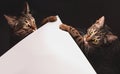 Two curious cats. Tabby cats with green eyes. Background for congratulations or advertising