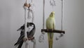 Two curious cockatiels sitting on rope swing perch, wide shot