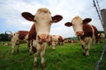 Two curious cows Royalty Free Stock Photo