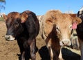 Two curious cows Royalty Free Stock Photo