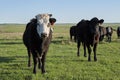 Two curious cows in a green pasture Royalty Free Stock Photo