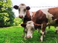 Two curious cows out at feed Royalty Free Stock Photo