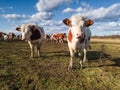 Two curious cows separated from the herd and stared at the camera Royalty Free Stock Photo