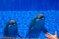 Two curious cute dolphins