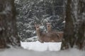 Two Curious Deer  Cervus Elaphus  Among Tree Trunks And Snowdrifts During The January Snowfall. Perfect Winter Wilflife Landscap Royalty Free Stock Photo