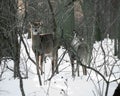 Two Curious Deer In The Snow At Valley Forge