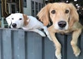 Two curious dogs Royalty Free Stock Photo