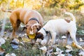 Two curious dogs sniff the ground outdoors. Grown up terrier and