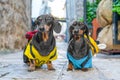 Two curious dogs tourists on vacation explore the ancient city on an excursion Royalty Free Stock Photo