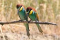 Two curious european bee eater, Merops apiaster bird