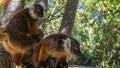 Two curious female lemurs Eulemur macaco are sitting on a tree trunk Royalty Free Stock Photo