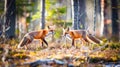 Two curious foxes cautiously navigating through the lush verdant spring forest Royalty Free Stock Photo
