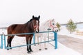 Two curious friendly horses in the paddock, standing on a rustic metal fence, peering into the camera in the snowy winter.