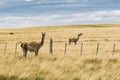Two curious guanaco lamas in pampa