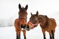 Curious horses on the snowy meadow