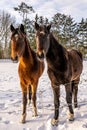 Two curious horses with snowy Whiskers in a grassland covered with snow