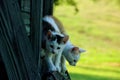 Curious kittens playing on bench