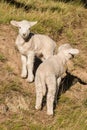 Two curious little lambs Royalty Free Stock Photo