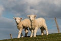 Two curious little lambs