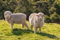 Two curious merino sheep grazing on fresh grass