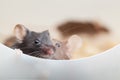 Two curious mouses Royalty Free Stock Photo