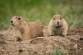 Two Curious Prairie Dogs Near Home Royalty Free Stock Photo