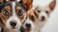 Two curious puppies closeup portrait Royalty Free Stock Photo