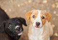 Two curious puppies gaze up, one black and one brown, against a blurred background.