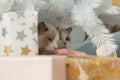 Two curious ragdoll cats hid among gift boxes under Christmas tree. Cats and New year .Christmas gifts and decorations. Blue-eyed Royalty Free Stock Photo