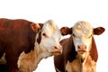 Two curious cows Royalty Free Stock Photo