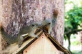 Two curious Slender squirrel sit on a tree, Malaysia. Royalty Free Stock Photo