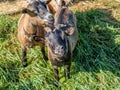 Two curious small goats on the Swiss Alps in Autumn - 1 Royalty Free Stock Photo