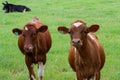 Two curious young cows