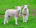Two curious young lambs Royalty Free Stock Photo