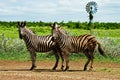 Two curious Zebra is watching you and pose in front of cam in Kruger park Royalty Free Stock Photo